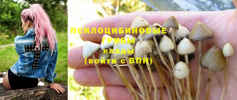 Галлюциногенные грибы Magic Shrooms  Катав-Ивановск 